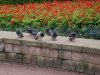 Pigeons